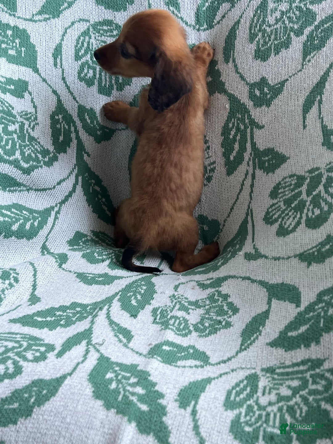 Dachshund dogs for sale: Donny Boy - Image 5