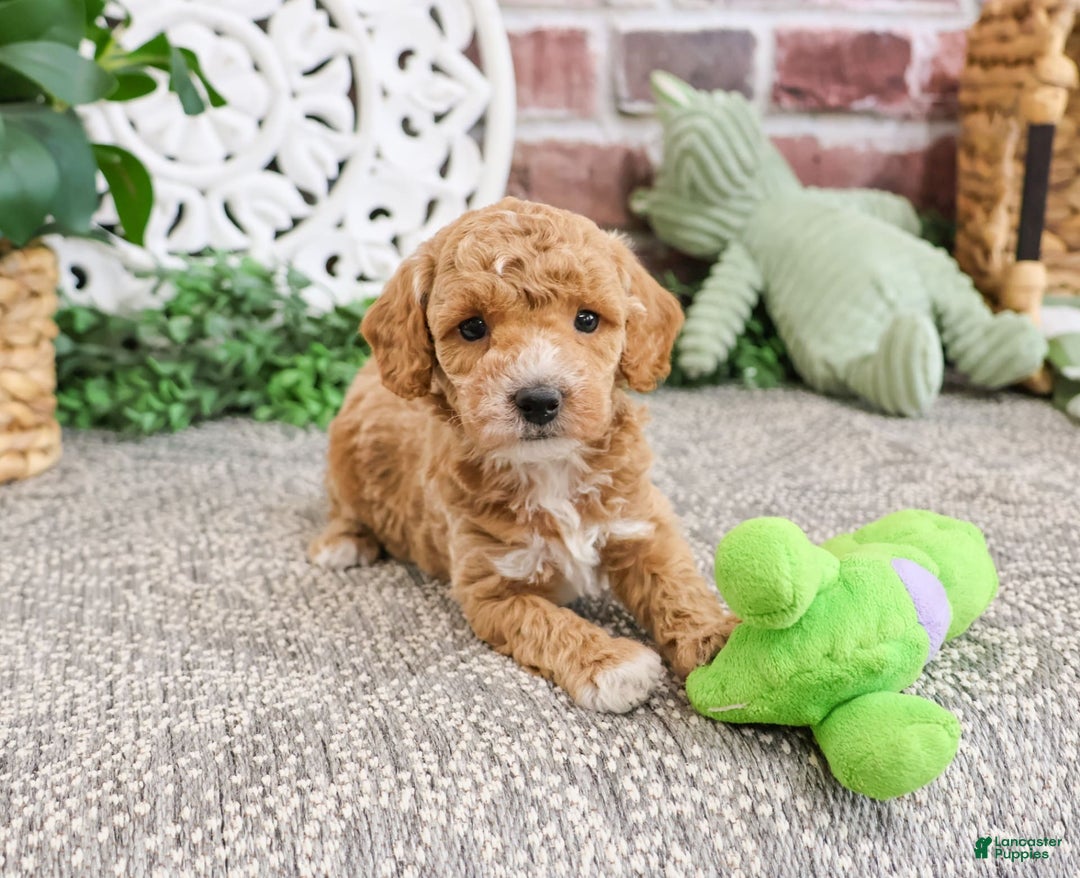 Miniature Poodle dogs for sale: Ruben - Image 7