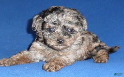 Yorkiepoo dogs for sale: Patches - Image 2