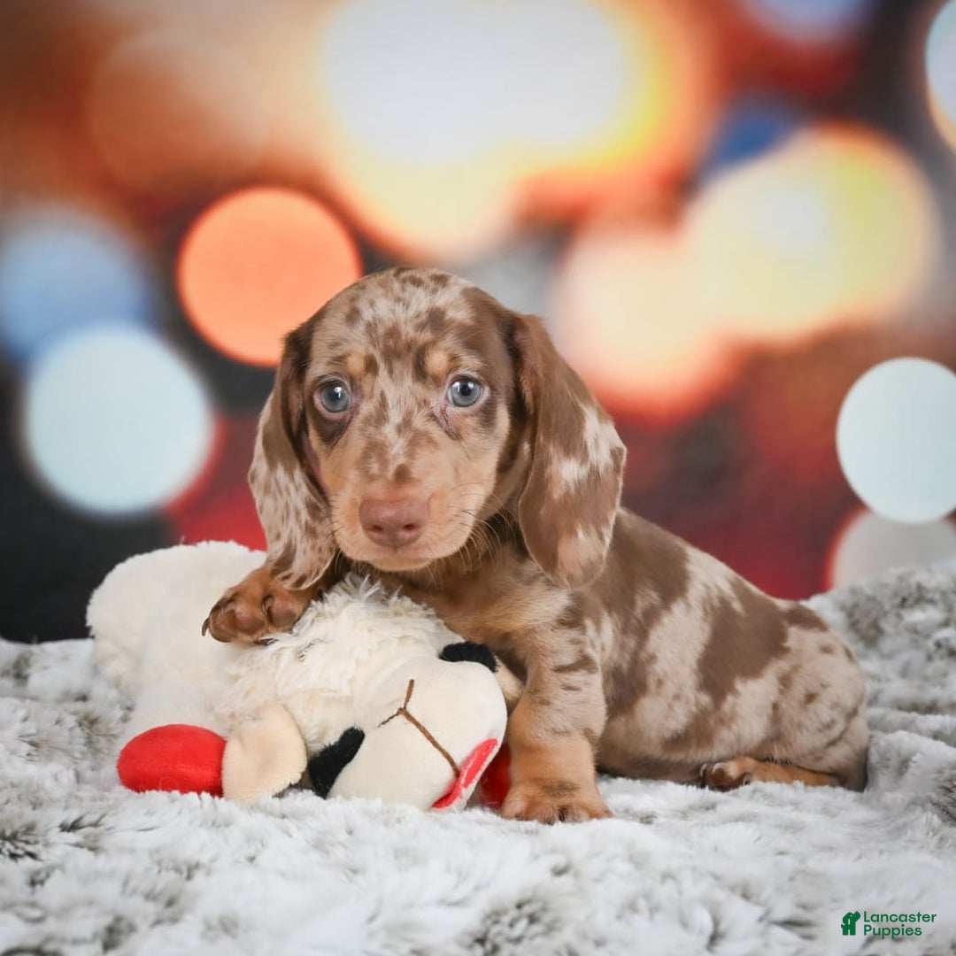 Miniature Dachshund dogs for sale: Easton - Image 7