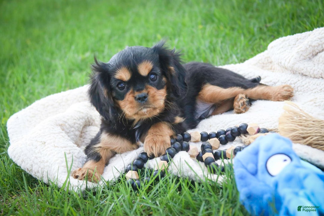 Cavalier King Charles Spaniel dogs for sale: Pluto - Image 15
