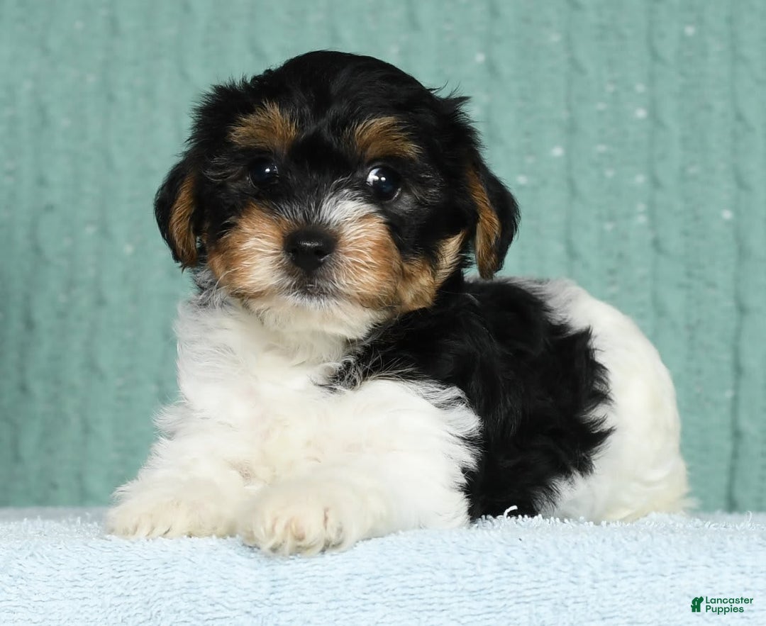 Yorkiepoo dogs for sale: Becka - Image 17