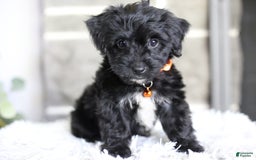 Yorkiepoo dogs for sale: Roo - Image 4