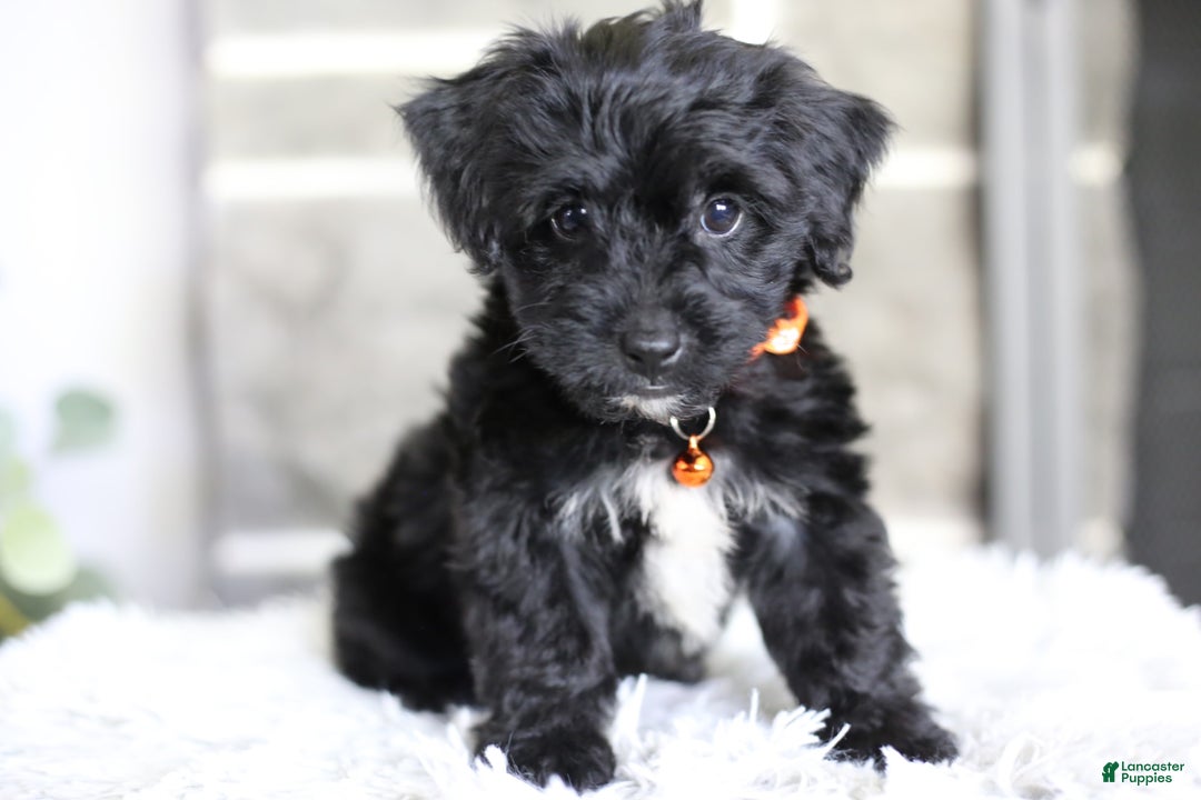 Yorkiepoo dogs for sale: Roo - Image 4