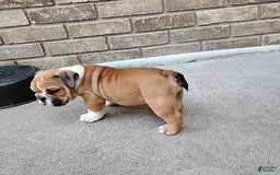 English Bulldog dogs for sale: Reagan - Image 1