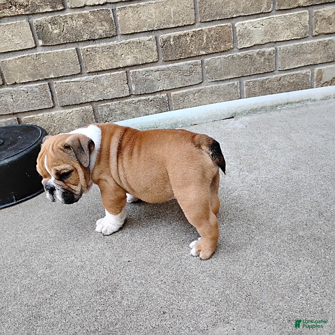 English Bulldog dogs for sale: Reagan - Image 1