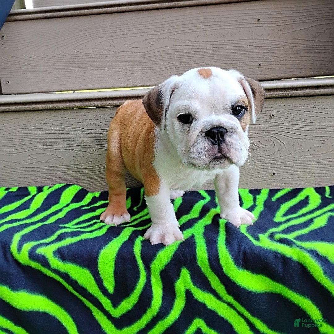 English Bulldog dogs for sale: Rumble - Image 12
