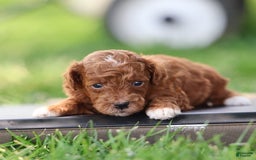 Toy Poodle dogs for sale: Dusky - Image 1