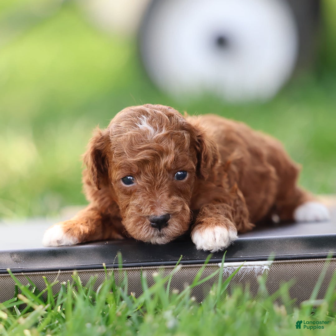 Toy Poodle dogs for sale: Dusky - Image 1