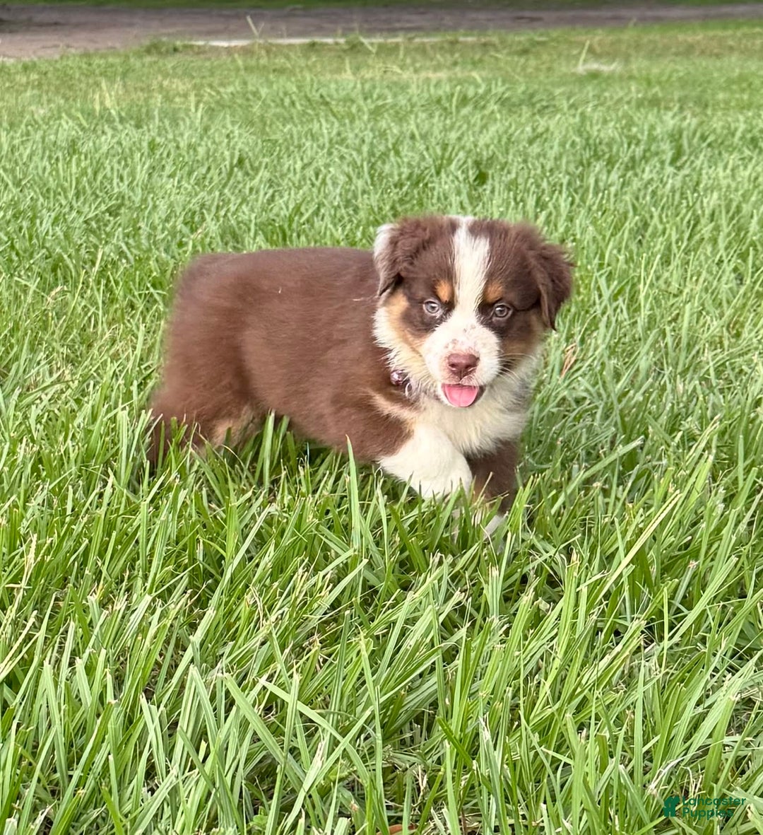 Australian Shepherd dogs for sale: L-purple - Image 4