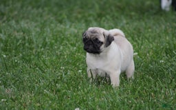 Pug dogs for sale: Edith - Image 5