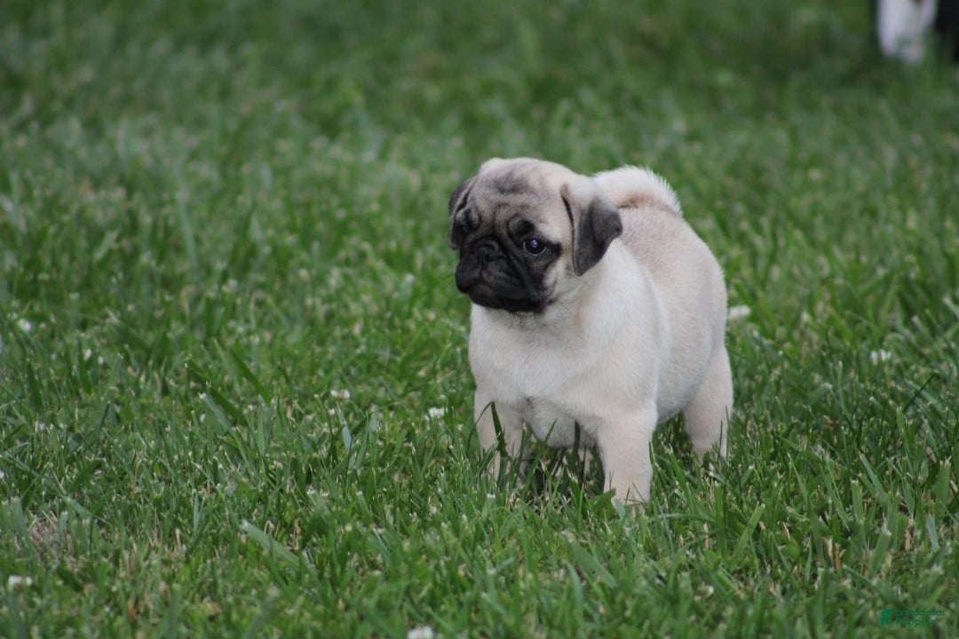 Pug dogs for sale: Edith - Image 5