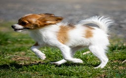 Papillon dogs for sale: Fee Fee - Image 1