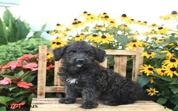 Rat Terrier dogs for sale: Rosie - Image 2