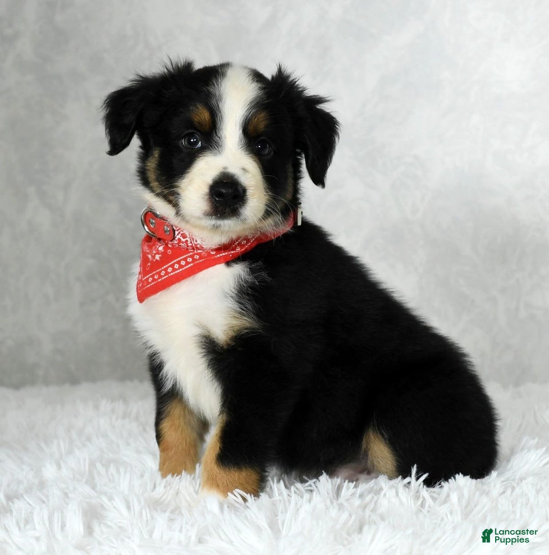 Miniature Australian Shepherd dogs for sale: Colby - Image 4