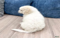  dogs for sale: Mini Goldendoodle 5 puppies - Image 25