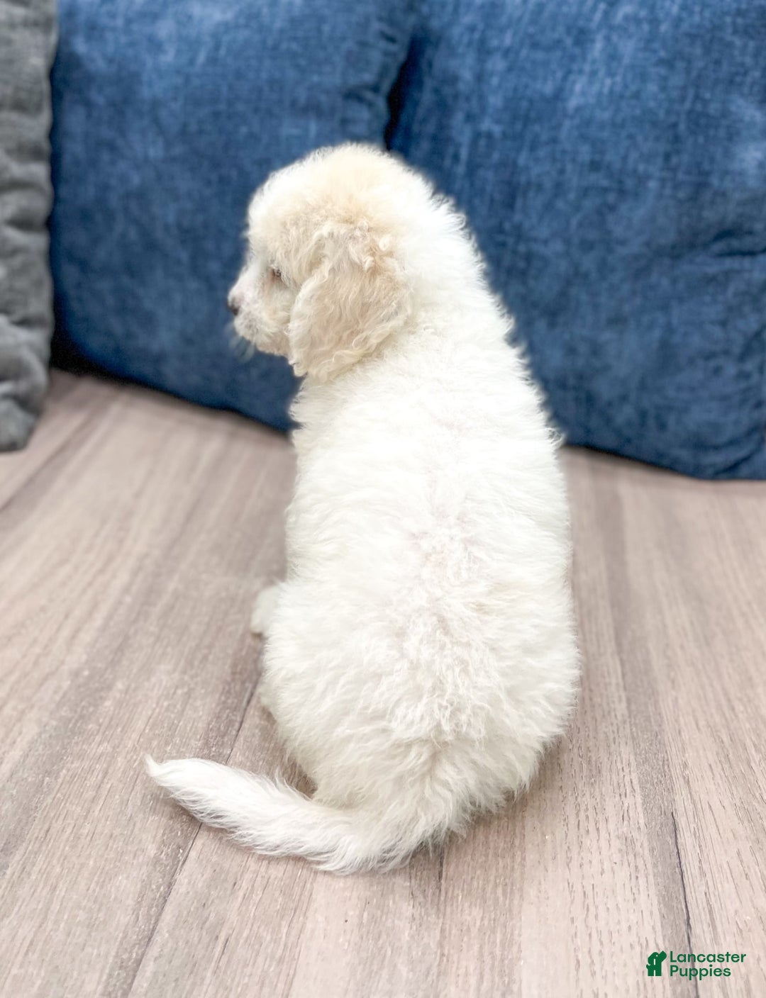  dogs for sale: Mini Goldendoodle 5 puppies - Image 25