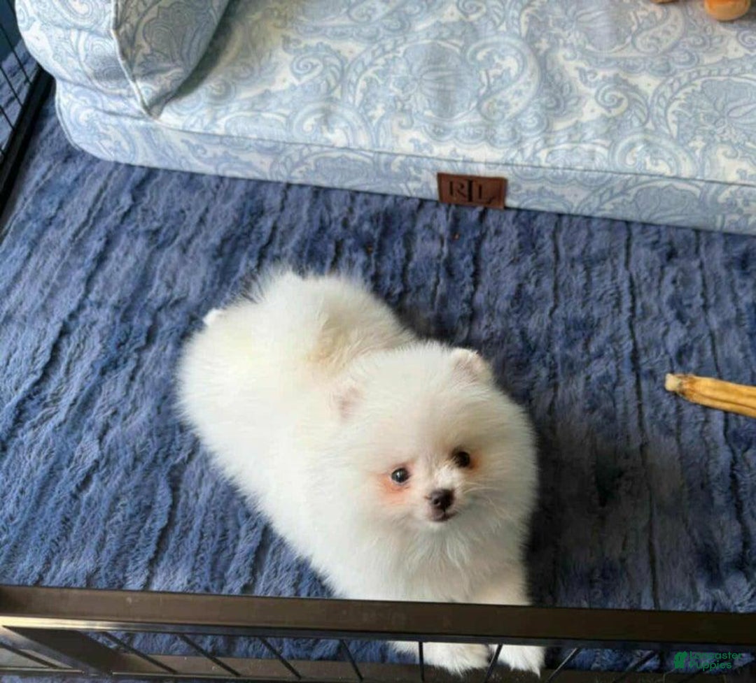 Pomeranian dogs for sale: Sasha - Image 2