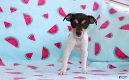 Toy Fox Terrier dogs for sale: Ranae - Image 6