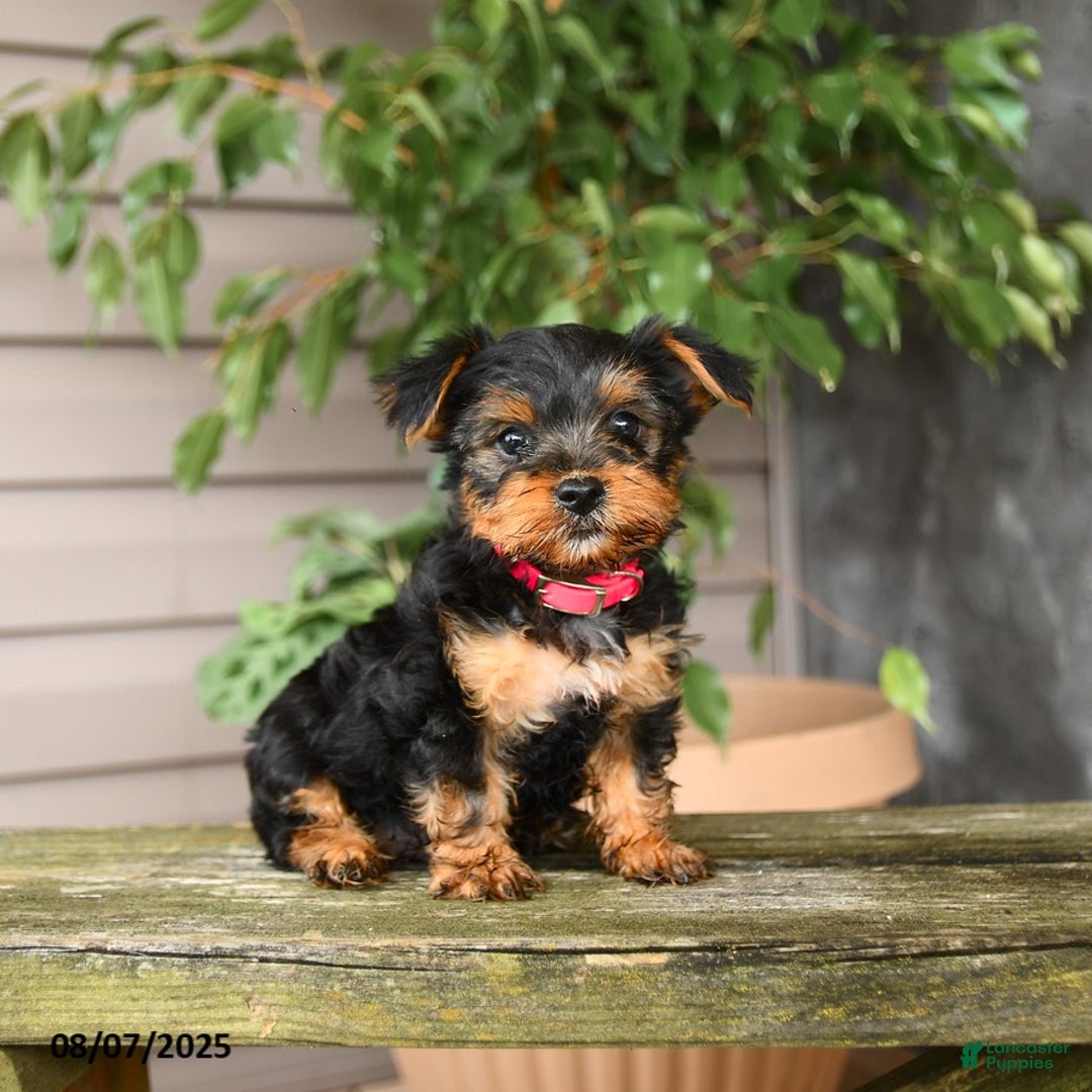 Yorkshire Terrier dogs for sale: Yorkshire Terrier 5 puppies - Image 1