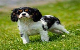 Cavalier King Charles Spaniel dogs for sale: Nila - Image 3