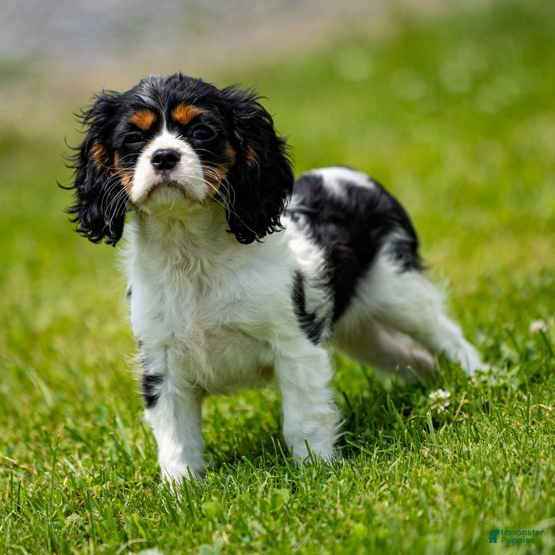 Cavalier King Charles Spaniel dogs for sale: Nila - Image 3