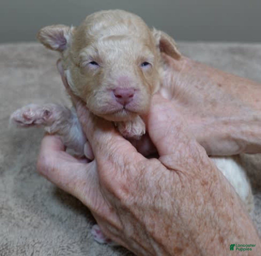 Toy Poodle dogs for sale: Zylo - Image 4