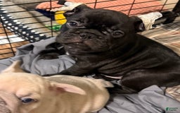 French Bulldog dogs for sale: Jack - Image 1