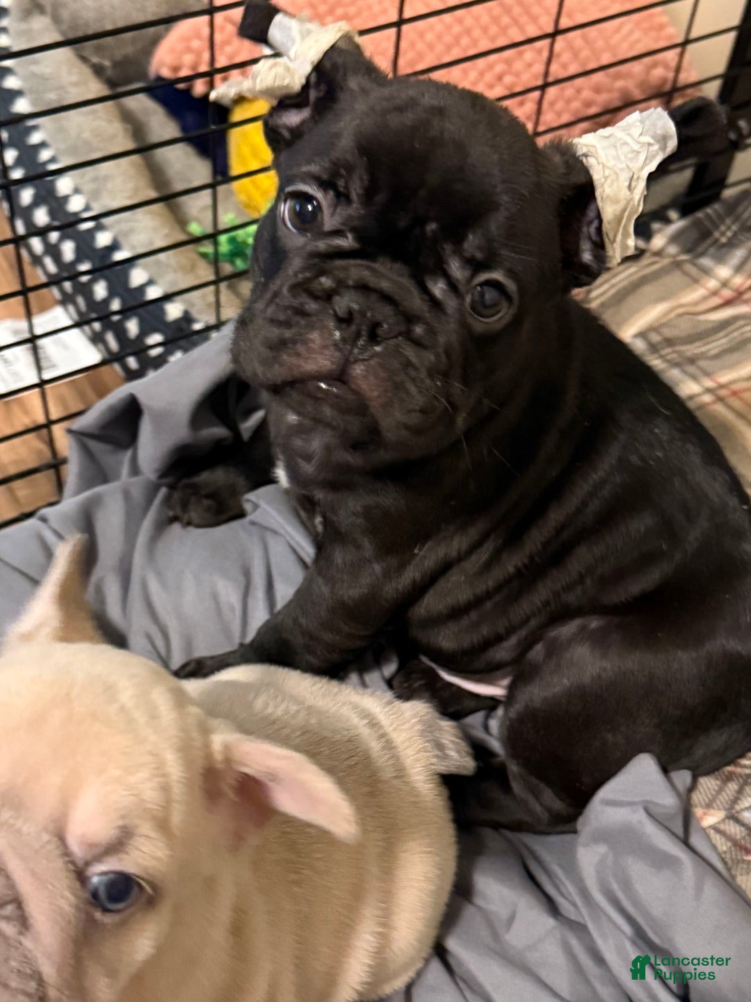 French Bulldog dogs for sale: Jack - Image 1