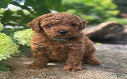 Mini Goldendoodle dogs for sale: Luna - Image 2
