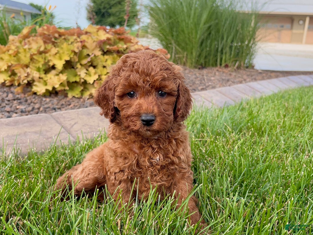 Cavapoo dogs for sale: Charlie - Image 6