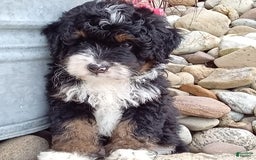 Mini Bernedoodle dogs for sale: Rambo - Image 5