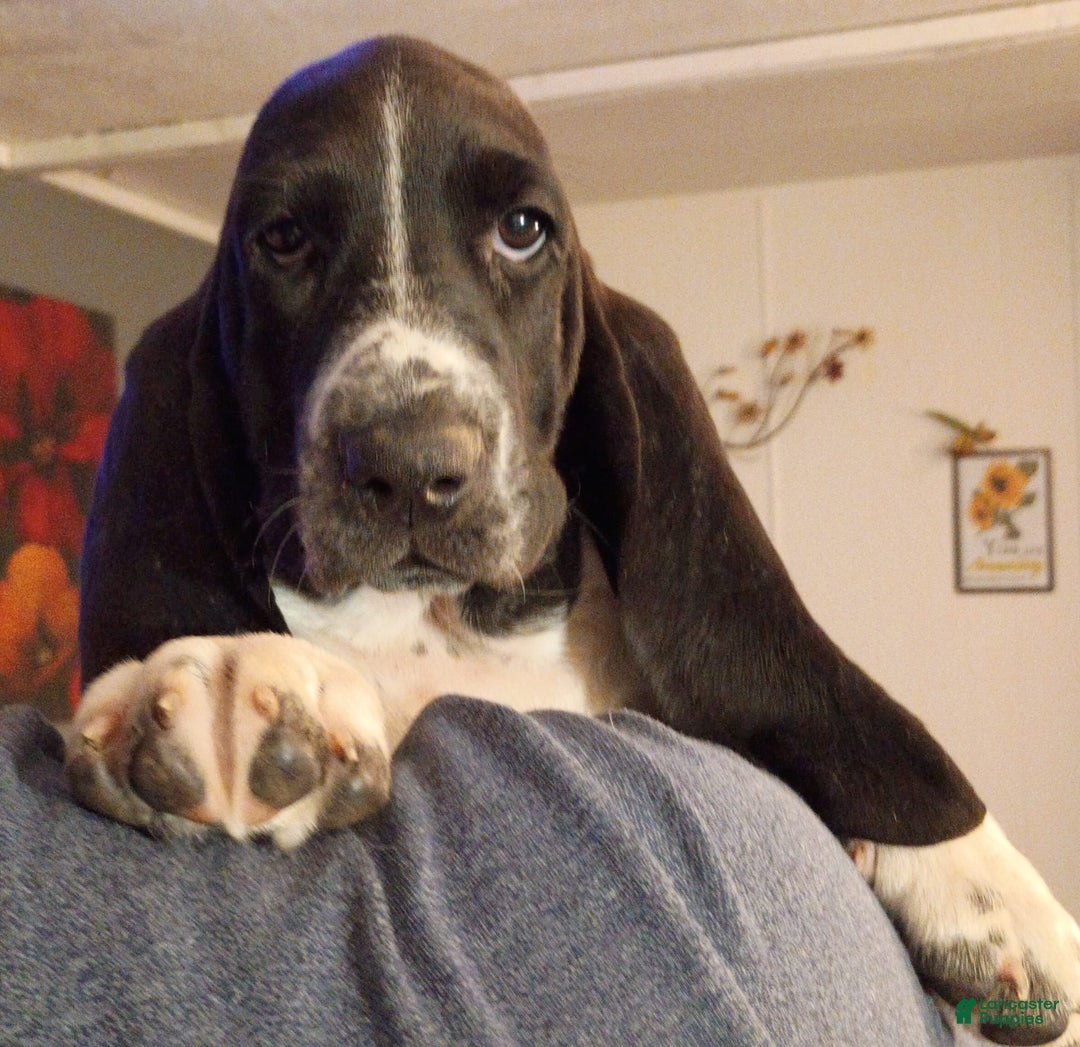 Basset Hound dogs for sale: Shiloh - Image 6