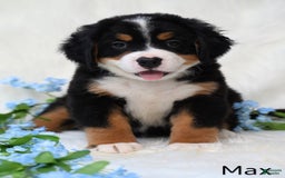 Bernese Mountain Dog dogs for sale: Max - Image 2