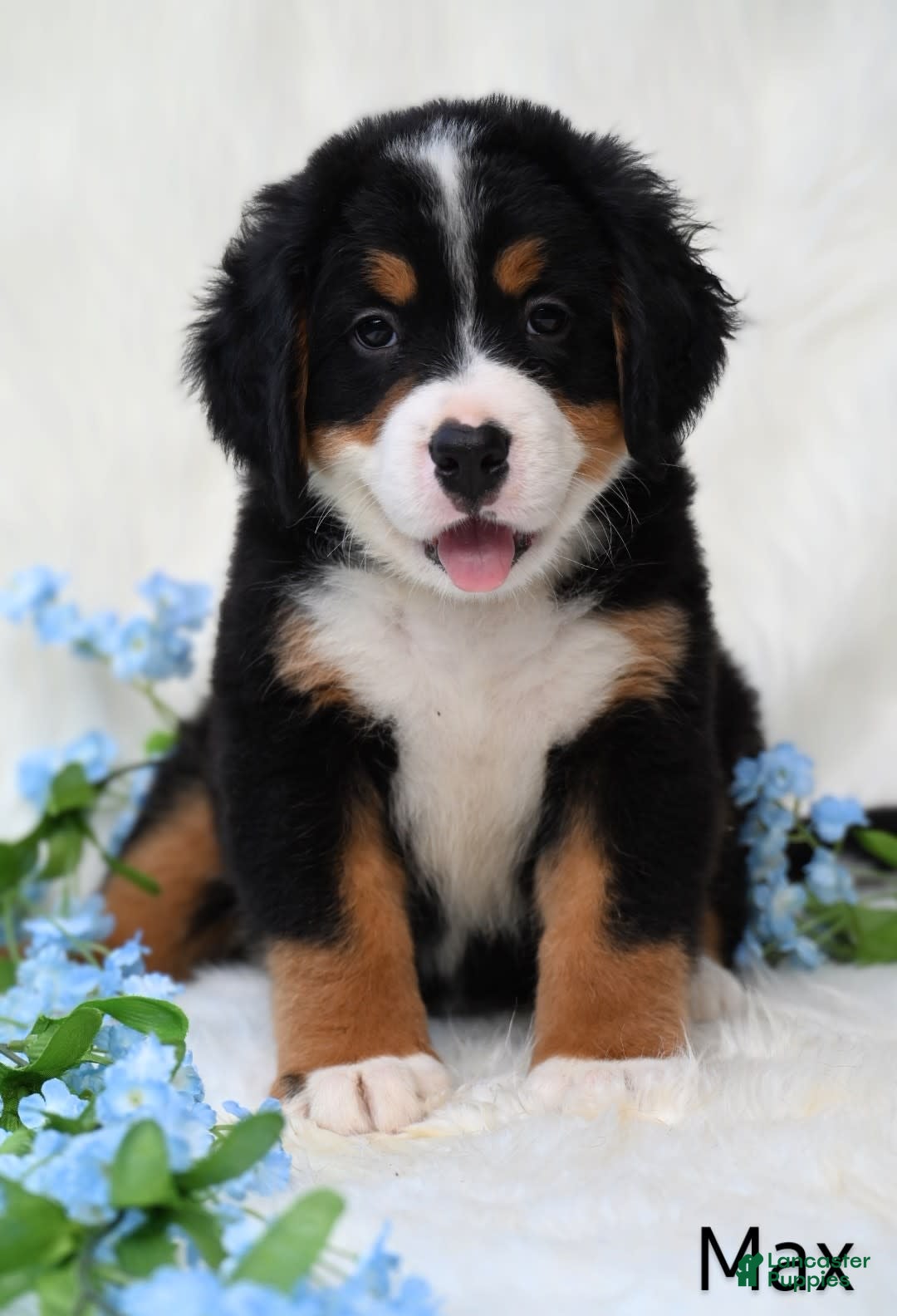 Bernese Mountain Dog dogs for sale: Max - Image 2