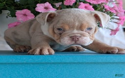 English Bulldog dogs for sale: Hunter - Image 6
