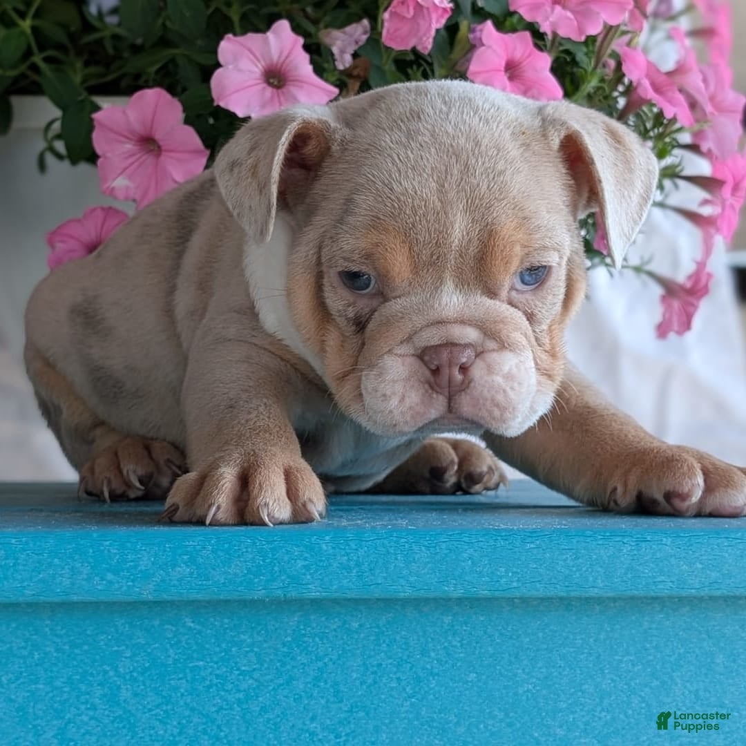 English Bulldog dogs for sale: Hunter - Image 6