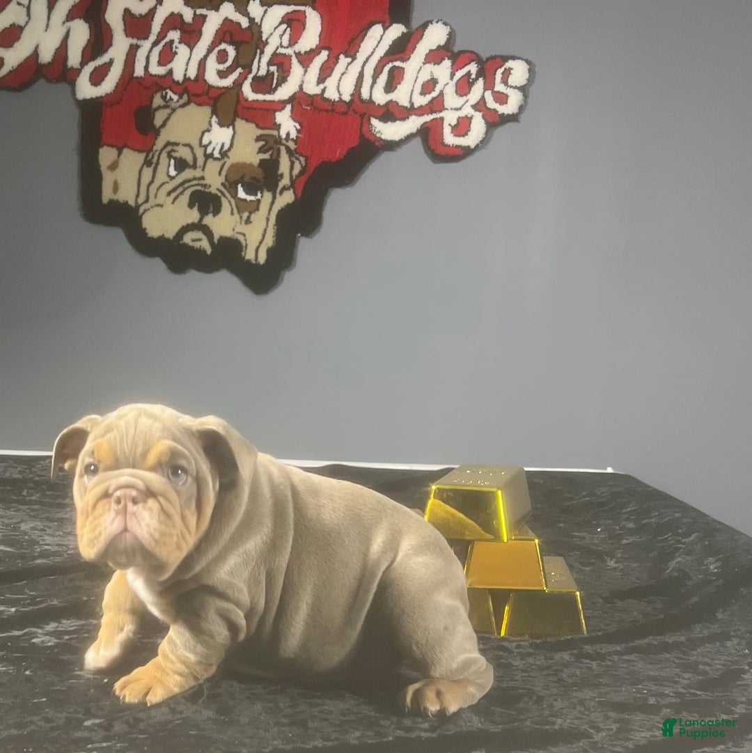 English Bulldog dogs for sale: Sky - Image 5