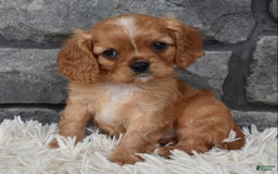 Cavalier King Charles Spaniel dogs for sale: Blaze - Image 2