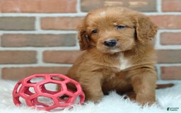 Goldendoodle dogs for sale: River - Image 8