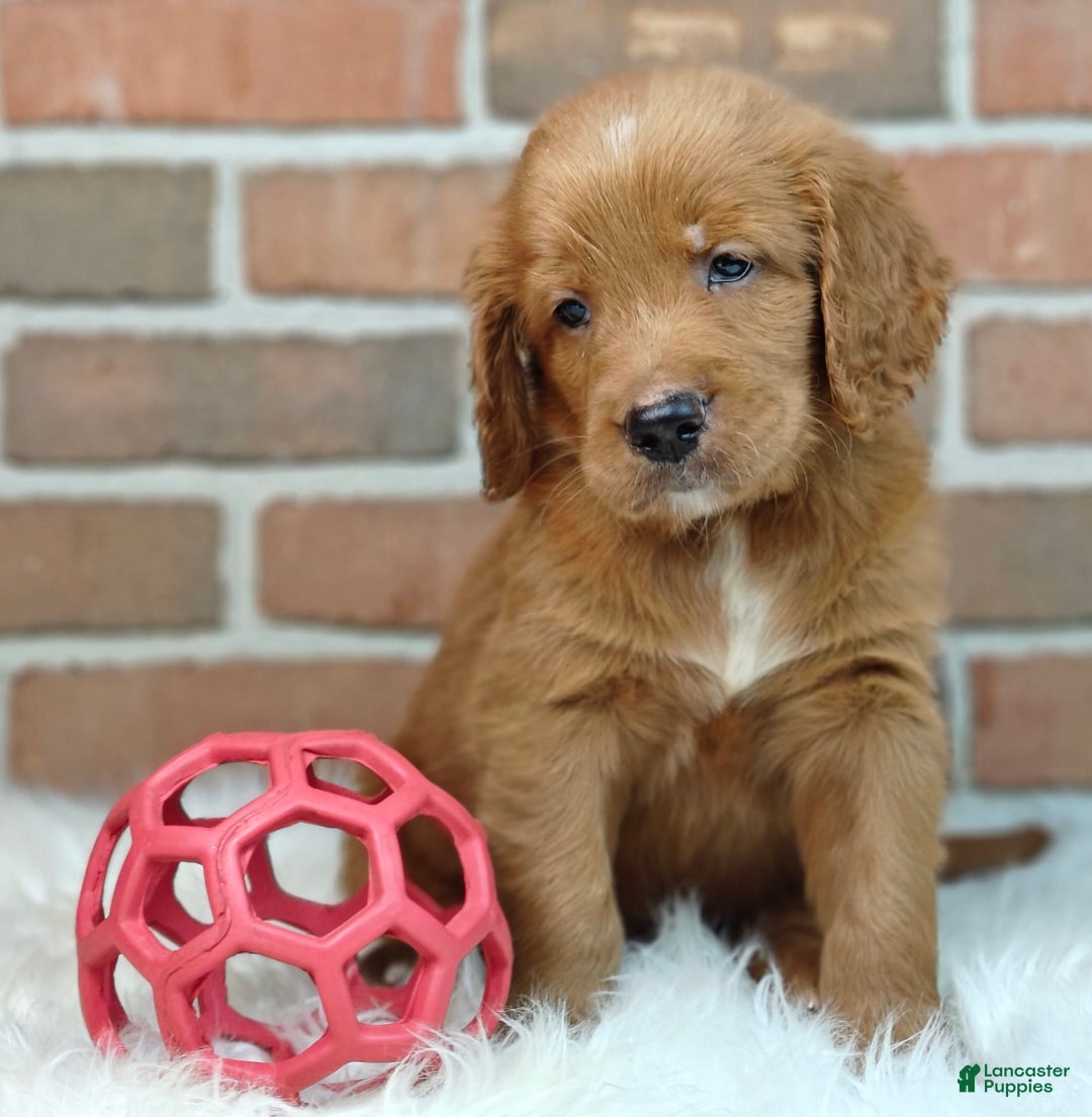 Goldendoodle dogs for sale: River - Image 8