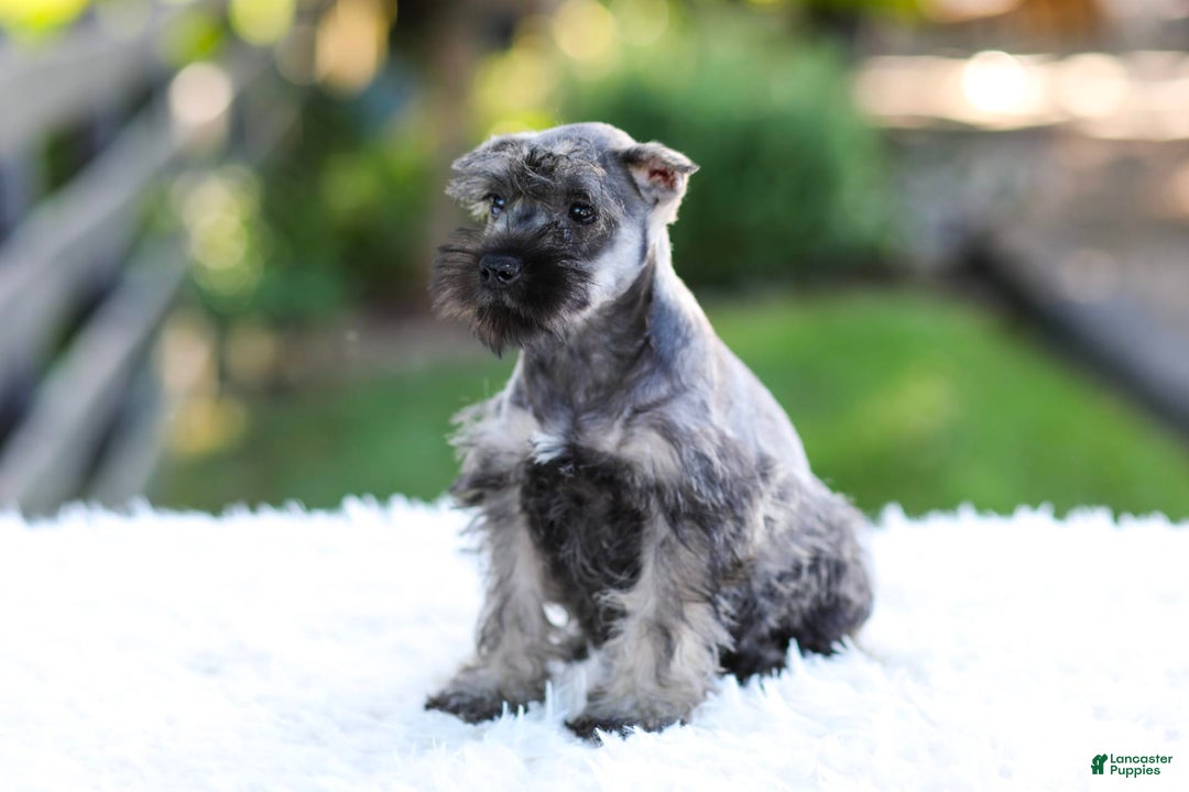 Miniature Schnauzer dogs for sale: Bingo - Image 9