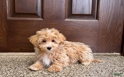 Maltipoo dogs for sale: Darling - Image 7