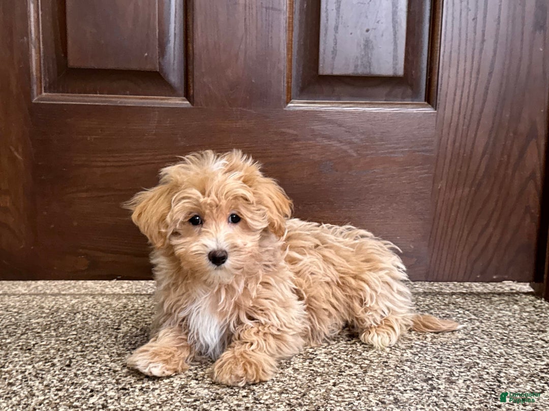 Maltipoo dogs for sale: Darling - Image 7