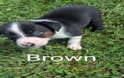 Border Collie dogs for sale: Brown - Image 2