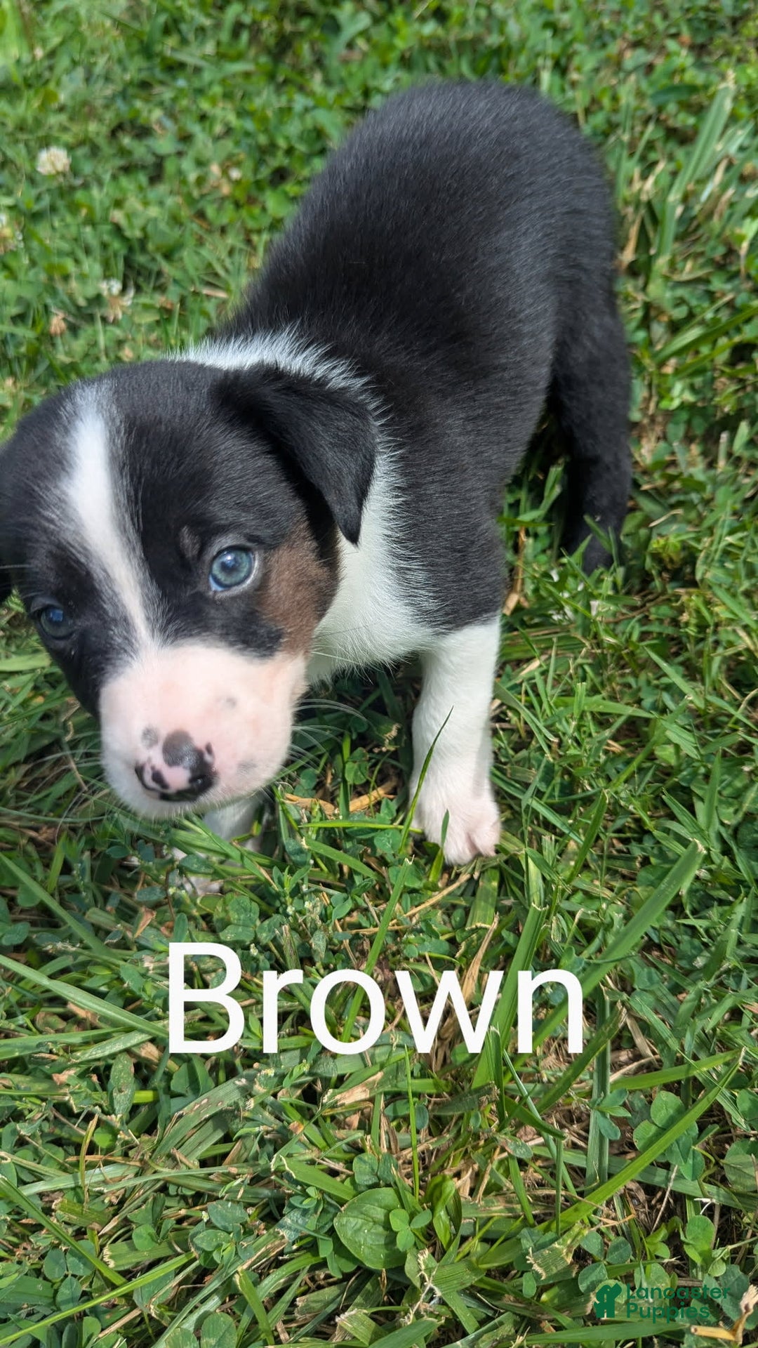 Border Collie dogs for sale: Brown - Image 2
