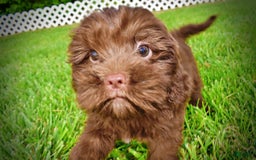 Havapoo dogs for sale: Wiggles - Image 17