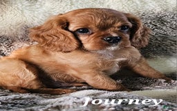 Cavalier King Charles Spaniel dogs for sale: Journey - Image 7