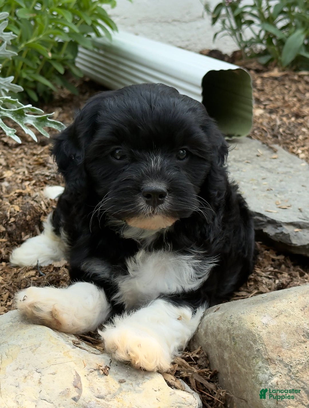 Cavapoo dogs for sale: Cassie - Image 4