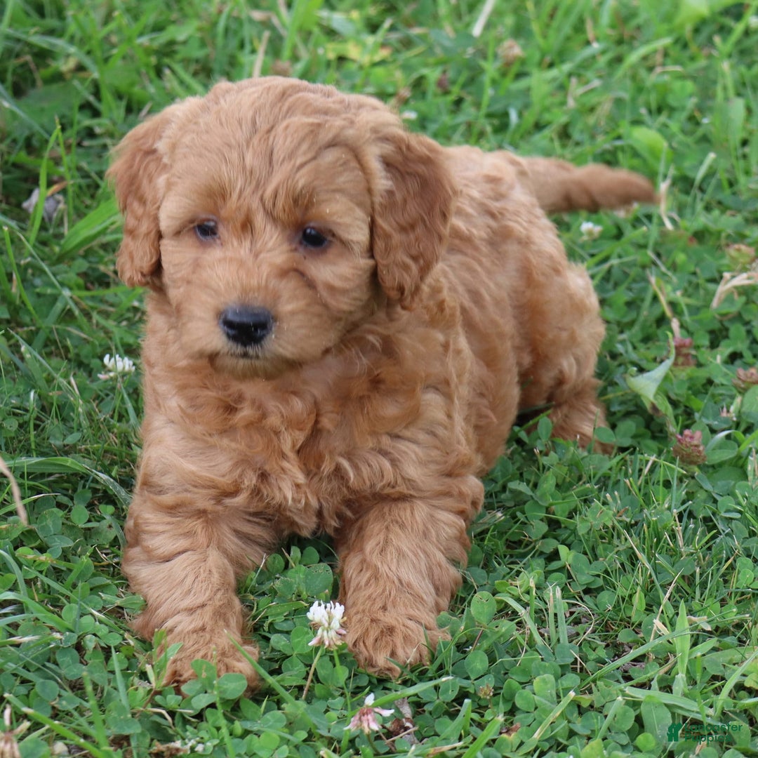Mini Goldendoodle dogs for sale: Arlena - Image 3